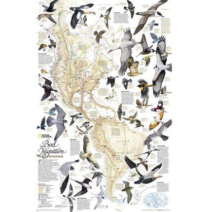 Paukščių migracija. Vakarų pusrutulio žemėlapis. National Geographic 51 x 79cm