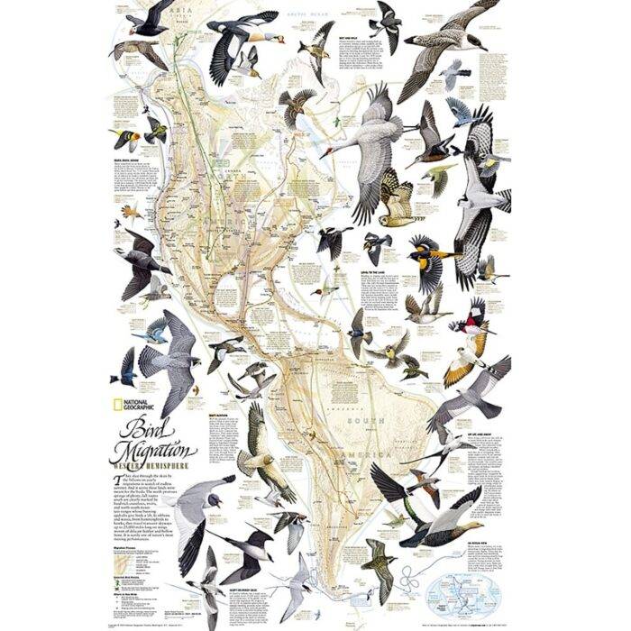Paukščių migracija. Vakarų pusrutulio žemėlapis. National Geographic 51 x 79cm