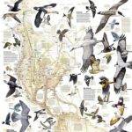 Paukščių migracija. Vakarų pusrutulio žemėlapis. National Geographic 51 x 79cm