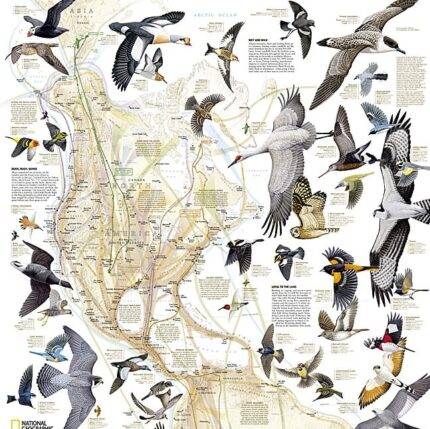 Paukščių migracija. Vakarų pusrutulio žemėlapis. National Geographic 51 x 79cm